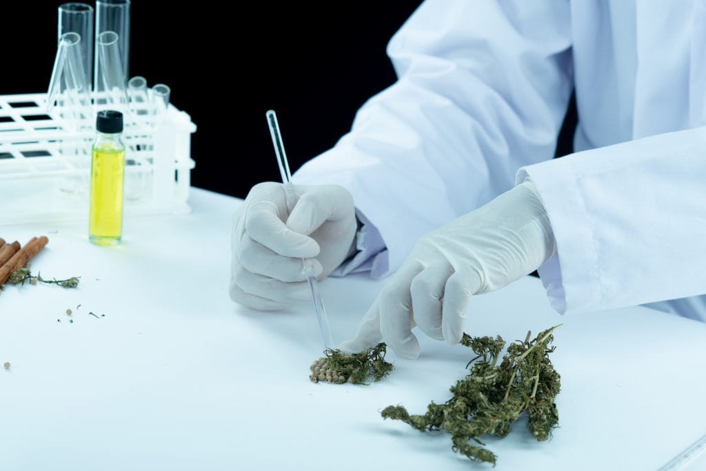Doctor offering medical marijuana oil during treatment consultation